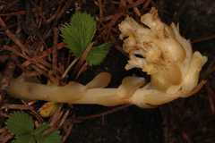 Monotropa hypopitys
